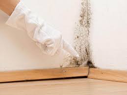 Best Black Mold Removal in Edinburg, IL